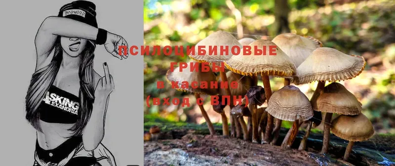 Галлюциногенные грибы MAGIC MUSHROOMS  наркошоп  Десногорск 